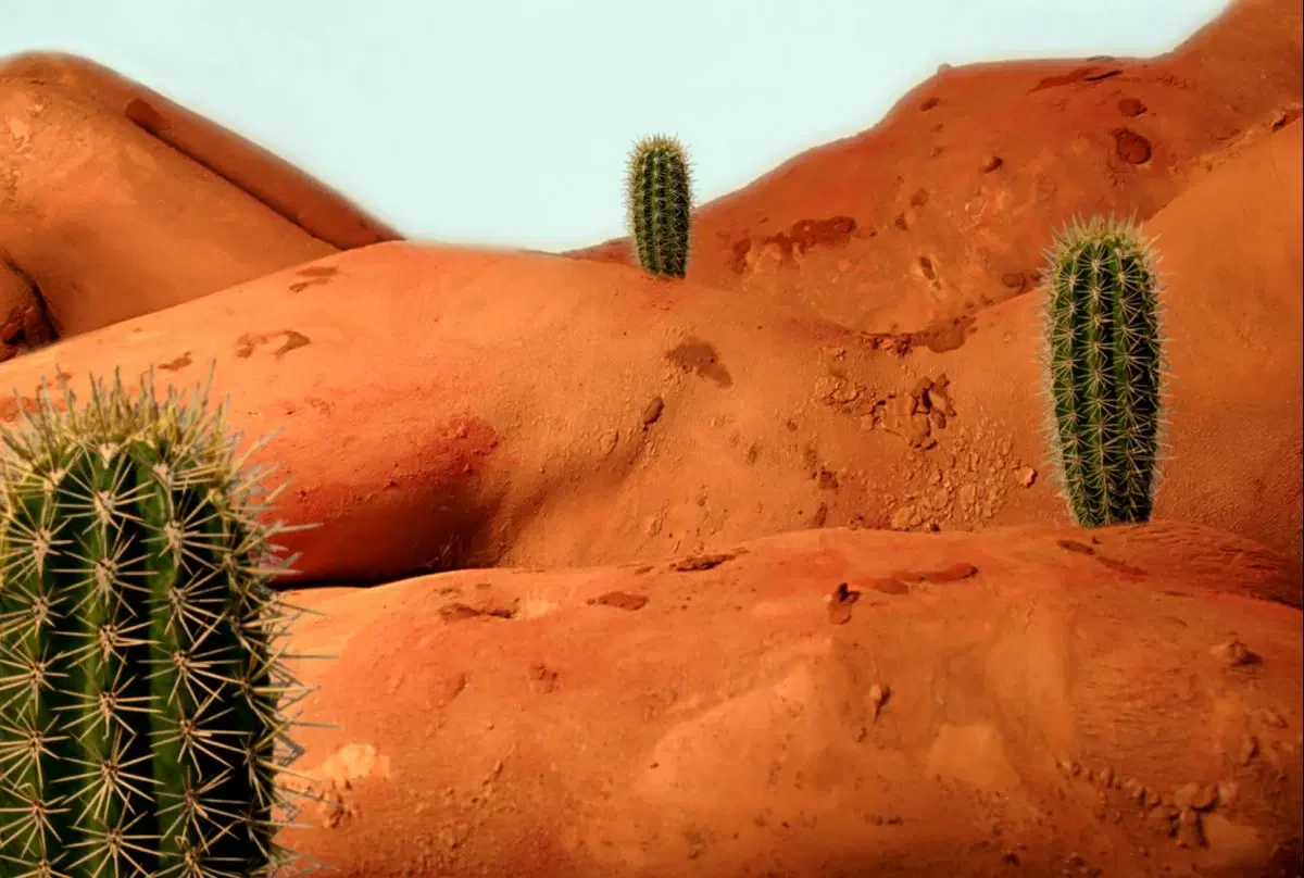Agreste promo photo of desert and three cactuses 